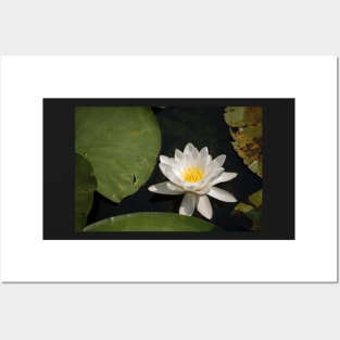 Beautiful white waterlily in the Danube Delta, Romania, on summer day Posters and Art